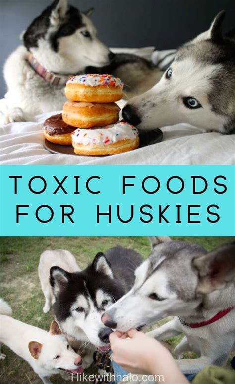 See all 9 available recipes. Dangerous Human Foods For Siberian Husky Dogs | Human food ...