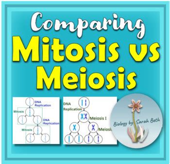 Mitosis Vs Meiosis Notes And Animated Powerpoint With Fertilization Quiz