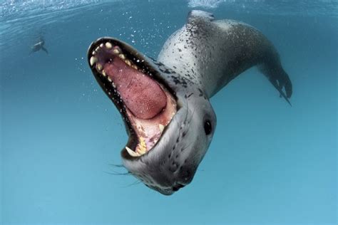 Leopard Seal Showing His Teeth Image Id 292007 Image Abyss