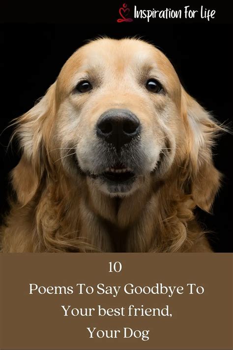 10 Poems To Say Goodbye To Your Best Friend Your Dog