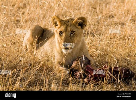 Lion With His Prey Hi Res Stock Photography And Images Alamy