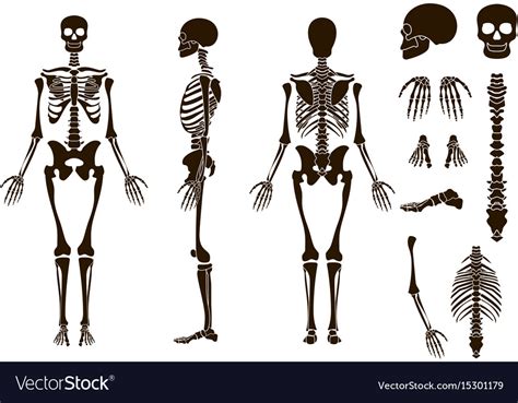Human Bones Skeleton Structure Elements Set Skull Vector Image