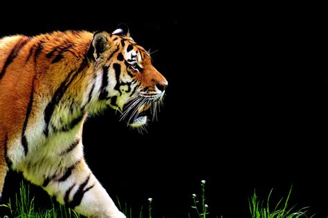 5k Tiger Predator Hd Animals 4k Wallpapers Images Backgrounds
