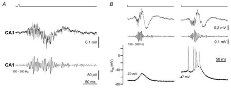 Figure 2 Sharp Wave Ripple Complexes In Vitro Mouse Hippocampal Ca1