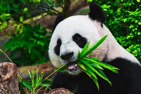 Panda Eating Bamboo Hd Wallpaper Peakpx