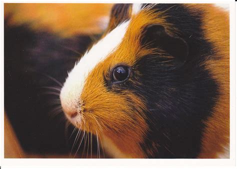 Calico Guinea Pig Postcard A Photo On Flickriver