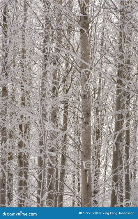 Aspen Trees In Winter Royalty Free Stock Photos Image 17273228