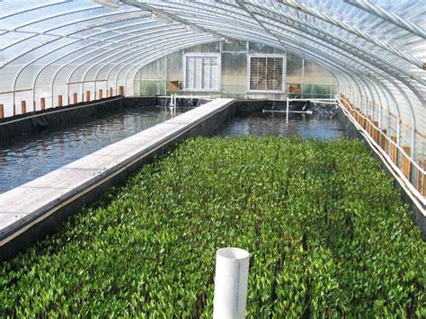 Aquatic Plants Of Florida Mote To Make Fish Farming Greener Using