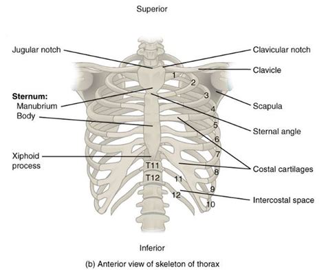 Anatomy Rib Cage Labeled Human Rib Cage Anatomy Diagram Art Print