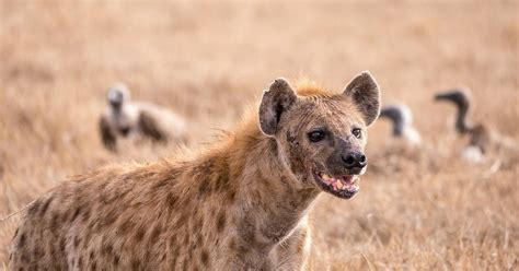 The spotted hyena is being eaten to extinction by humans | Pulselive Kenya