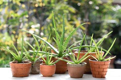 How To Propagate Aloe Happysprout