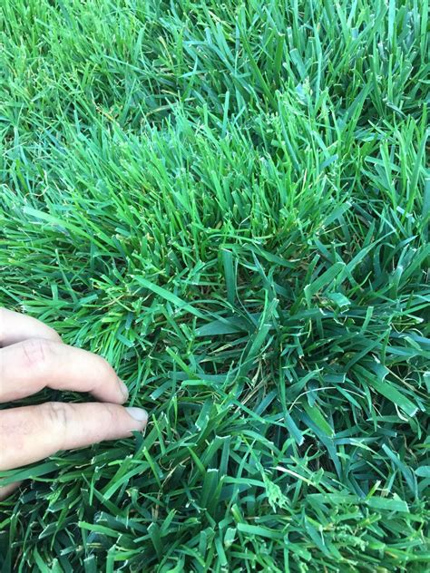 Tall Fescue Help Lawnsite™ Is The Largest And Most Active Online