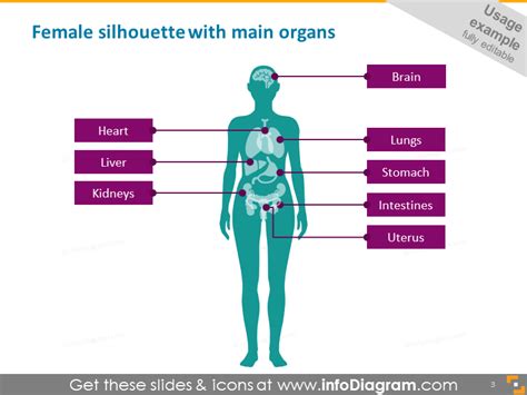 Download body parts woman stock vectors. Infographics Human Body Parts Organ Medical Male Female PowerPoint icons PPTX