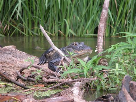 Com Louisiana Swamps Alligator In The Louisiana Swamps Louisiana