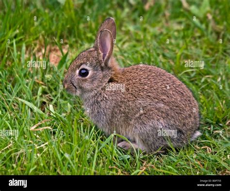 Baby Wild European Rabbit Oryctolagus Cuniculus Stock Photo Alamy