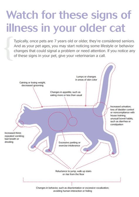 8 Signs Of Illness In Older Cats Cathealthtips Cathealthsigns
