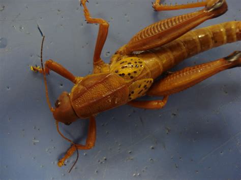 Grasshopper—a plugin for the rhinoceros 3d modeling package—is a graphical algorithm editor that takes advantage of rhino's existing tools. Rebekah's Dissection Log: Land Lubber Grasshopper Dissection
