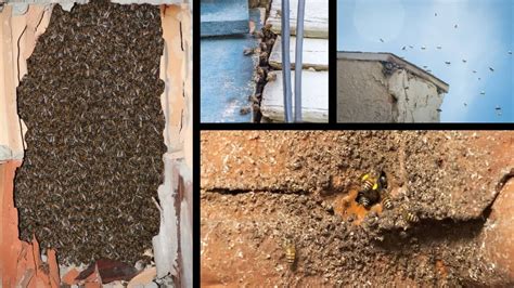 Bees Nesting In House Walls Beekeeper Tips