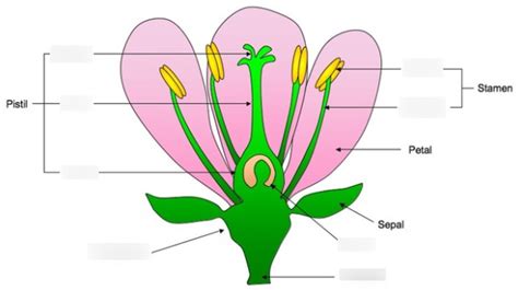Plant Biology Diagram Quizlet