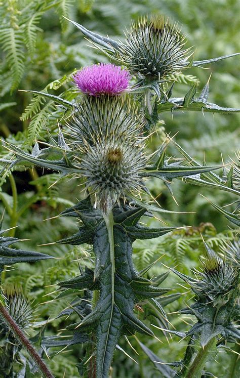 Pretty Prickly Thistles Everyday Nature Trails