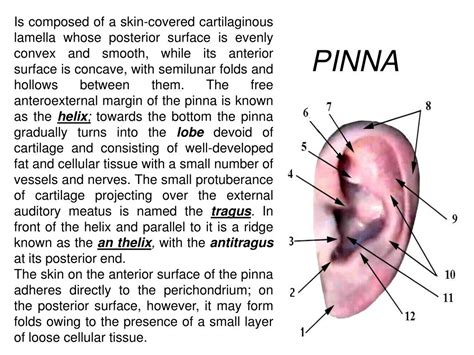 Ear Anatomy Helix Antihelix