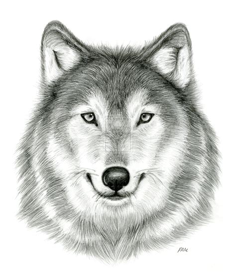 Wolf Head Drawings Realistic Wolf Drawing Wolf Face Drawing Wolf