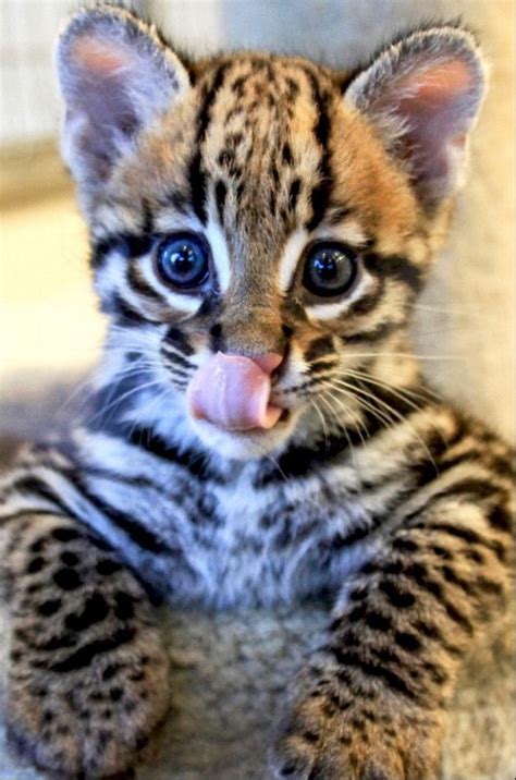 Baby Big Cats Squee