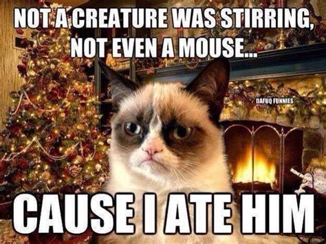 Grumpy Cat Quotes Funny Grumpy Cat Memes Cat Jokes Animal Jokes