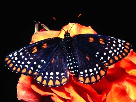 Beautiful Butterflies Butterflies Wallpaper 9481153 Fanpop