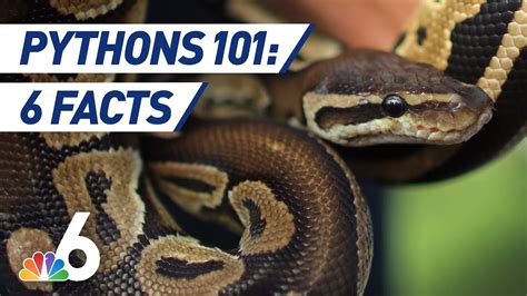 Pythons 101 Six Facts You Didnt Know Youtube