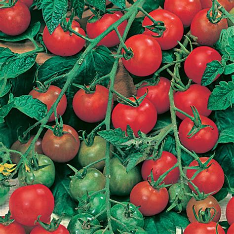 Tomato Cherry Gardeners Delight Organic Seeds From Mr
