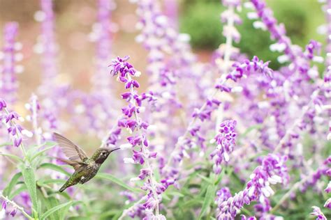 Selective Focus Photography Of Humming Bird Near Purple Petal Flower Hd
