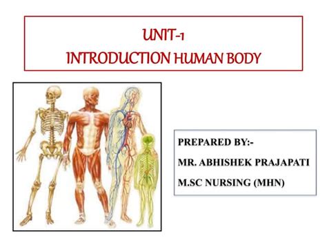 Introduction Of Human Body Anatomy And Physiologypptx