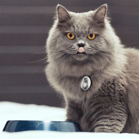 Download, share or upload your own one! Meet Panther, the Absolutely Stunning Persian Cat