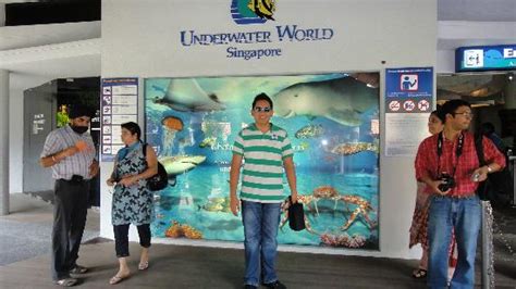 Underwater World Singapore Entrance Picture Of Underwater World And