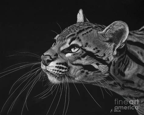 Ocelot Drawing By Sheryl Unwin