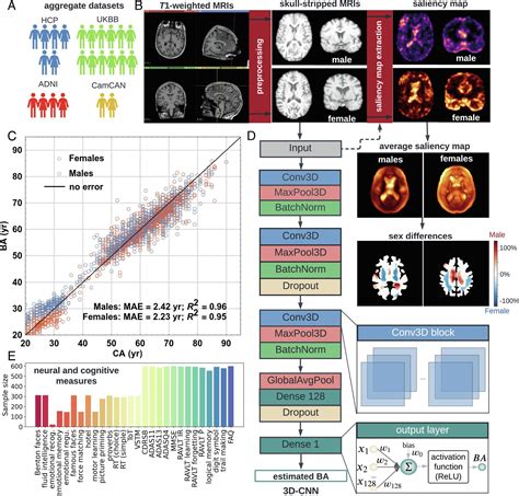 Anatomically Interpretable Deep Learning Of Brain Age Captures Domain Specific Cognitive