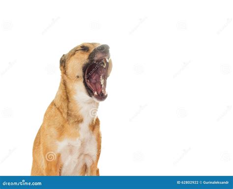 Funny Dog Yawns Stock Photo Image Of Pets Cheerful 62802922