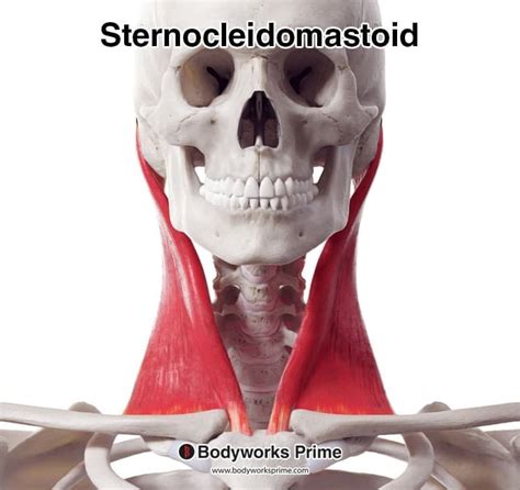 Anatomy Sternocleidomastoid Muscle Muscular System