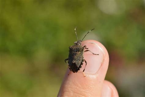 Brown Marmorated Stink Bug Invasive Species Council Of British Columbia