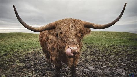 Highland Cow Mane Highland Cow Horns Hd Wallpaper Peakpx