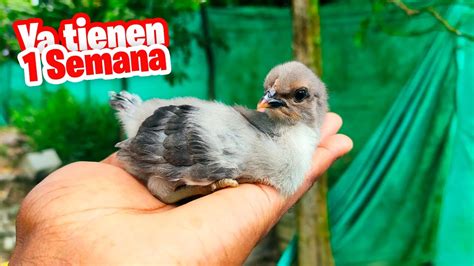 Los Pollitos Con Una Semana De Nacido 🐥 La Gallina Miniatura Junto Con Las Codornices Youtube