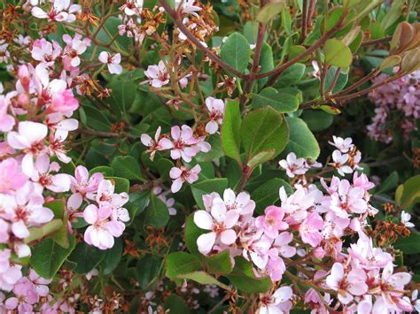 The hawthorn bush is a small tree native to eurasia and north america. Indian Hawthorn - Desert Horizon Nursery