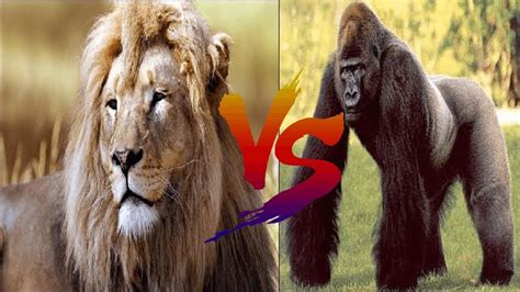 Today we will compare lion and gorilla with stars. GORILLA VS LION - YouTube