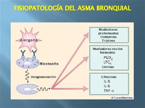 Fisiopatologa Del Asma Bronquial Dr Marco Vinicio Flores
