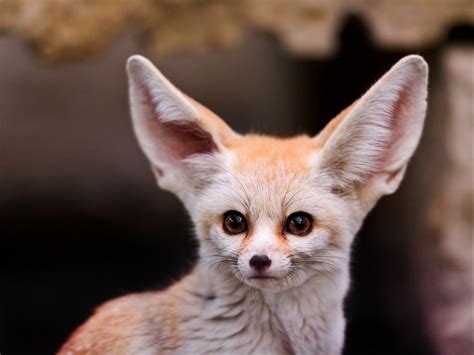 Fennec Animals Wallpapers Hd Desktop And Mobile Backgrounds