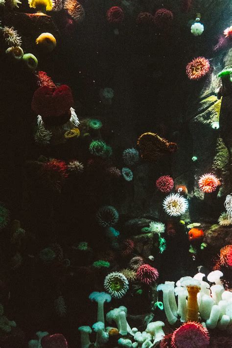 Free Images Water Flower Underwater Colourful Biology Colorful