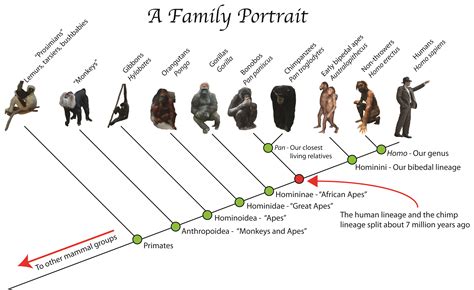 Episode 5 Field Guide Throwing In Human Evolution Past Time Paleo