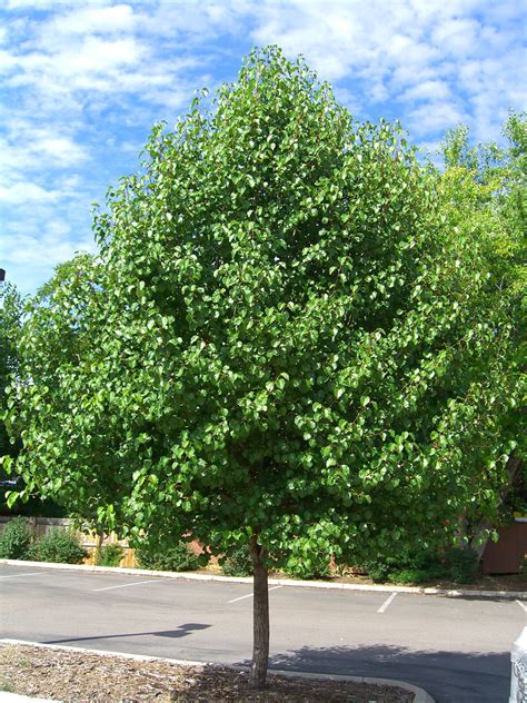 Pear Cleveland Flowering For Sale In Boulder Colorado