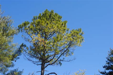 Photo Of The Entire Plant Of Rocky Mountain Ponderosa Pine Pinus